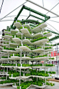 World's largest aquaponics--not sure how you harvest these, but it looks like it's on some kind of lazy susan device that probably brings it to a harvesting platform at some point.