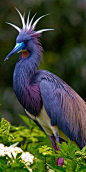 Tricolored Heron