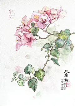 手绘三角梅第219幅（带线稿）_1_画三角梅的玛丽梅_来自小红书网页版