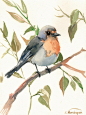 Robin original watercolor painting 12 X 9 in robin by ORIGINALONLY