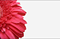 红色菊花高清素材 png 设计图片 免费下载 页面网页 平面电商 创意素材 png素材