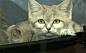 i ♥ cat gifs