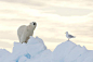 加拿大努纳武特地区的兰开斯特海峡。一只北极熊和一只北极鸥站在浮冰的边缘，彼此相向而立，各自眺望远方。