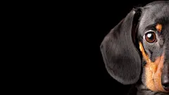 可爱狗狗腊肠犬高清图片合集电脑桌面壁纸下载第二辑