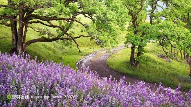 绿树山下的紫色薰衣草