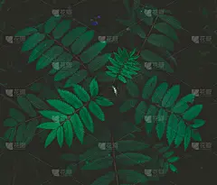 绿叶深色叶植物，叶有锯齿，闪闪发光。自然低调的背景或海报设计