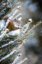 Winter Squirrel: 