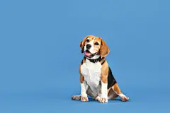 点击来源直接获取大图文件 |色彩背景下可爱的小猎兔犬 