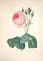 ۞、玫瑰圣经、植物、图鉴、花、花画