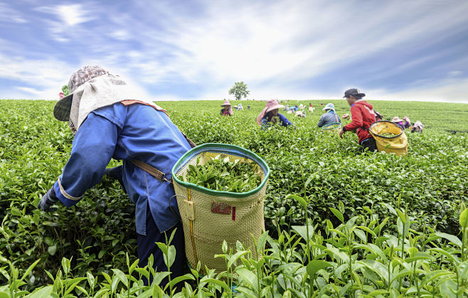 Green Tea Harvest by...