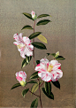 Paul Jones Flora Magnifica and Flora Superba botanical prints