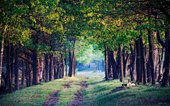 乡间小路高清唯美风景桌面高清壁纸桌面壁纸1