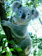 穿越库兰达热带雨林 体验澳洲自然美, 菩提树旅游攻略