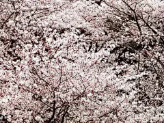 山花烂漫摄影鲜花高清壁纸桌面壁纸3