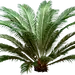 铁树 绿植