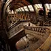英国自然历史博物馆（Natural History Museum）