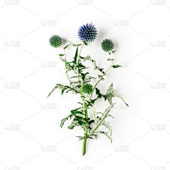 七七八八K采集到植物素材