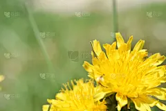 黄色,蒲公英,草坪,健康保健,清新,药,环境,壁纸,花