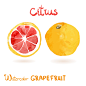 Watercolor vector citrus fruits 水彩水果矢量PNG图案素材