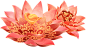 国风 花 插画