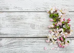 春天,苹果花,绘画插图,贺卡,边框,艺术,水平画幅,无人,古老的,乡村风格