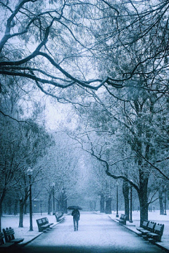 独活的雨天采集到雪