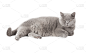 野生猫科动物,灰色,毛皮,水平画幅,动物,古老的,肖像,工作室,德国,睡觉