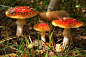 秋天,蘑菇,橙色伞菌,毒蘑菇,伞形毒菌,毒蝇菇,植物叶柄,水平画幅,夏天,草