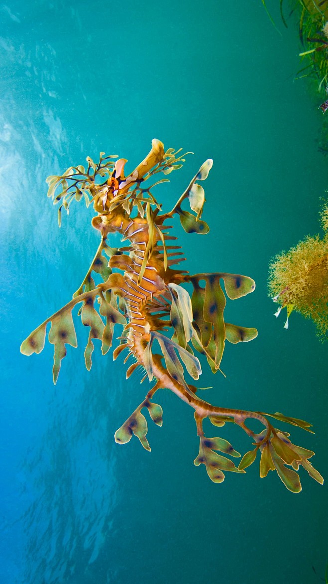 羊毛湾附近海域的叶形海龙，澳大利亚 (© Alex Mustard/Minden Pictures) 澳大利亚的南部海岸是叶形海龙的领地，如果 ...