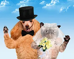 点击来源直接获取大图文件 |猫和狗。婚礼
