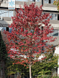 红花槭 Acer rubrum L. 中国植物图像库