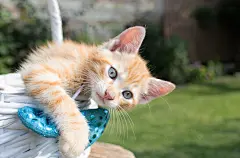 点击来源直接获取大图文件 |一只有趣可爱的红色小猫的肖像。好奇的宠物探索世界。猫咪日。喜爱的宠物在大自然中漫步