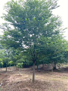 娜美Y采集到植物收集