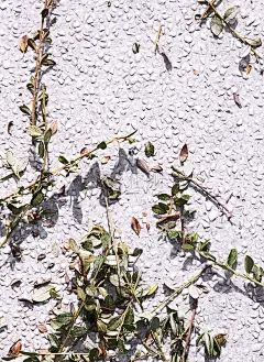 柏油路上的树枝。时尚简约的壁纸。生物、自然、绿色、拯救地球的理念
