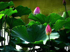 左孤°采集到莲花