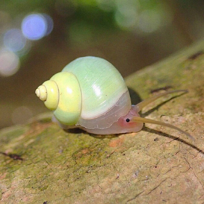 蜗牛