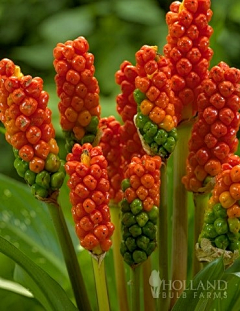 阿衡の言梵髙采集到植物