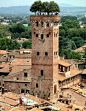 The Guinigi Tower with roof garden. Lucca, Italy