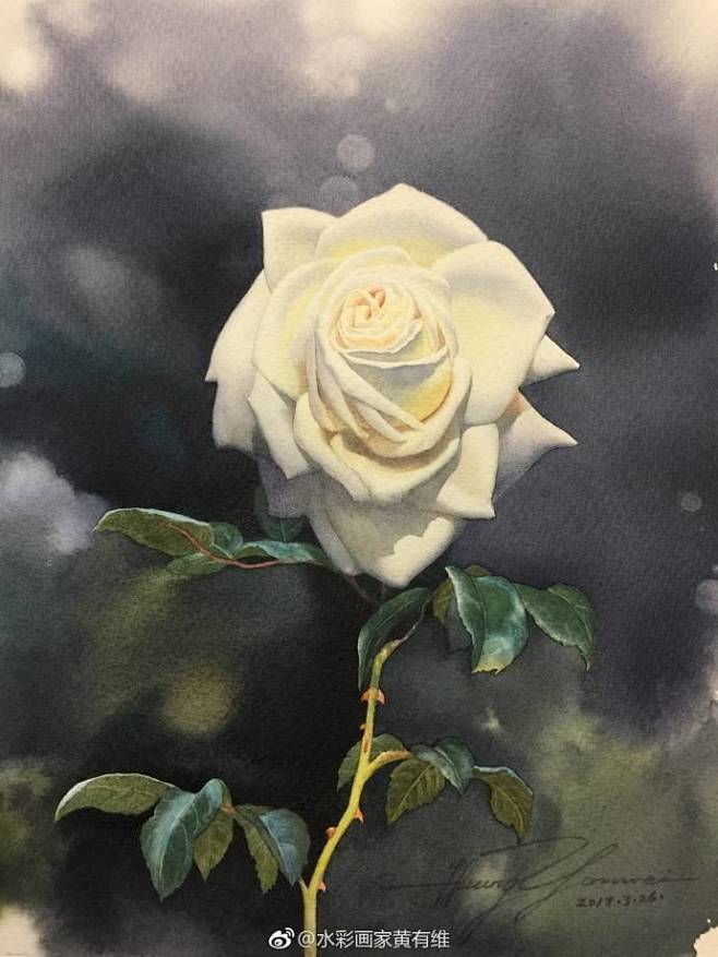 白玫瑰绘制过程 美～  图：画家黄有维 ...
