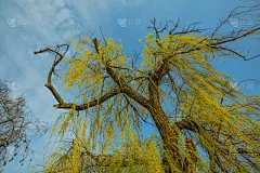 春天的风景