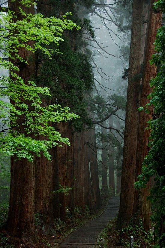  朝圣地，山羽黑，日本山形市