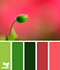 budding palette