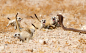 Four meerkats confront a snake against a sandy yellow backdrop