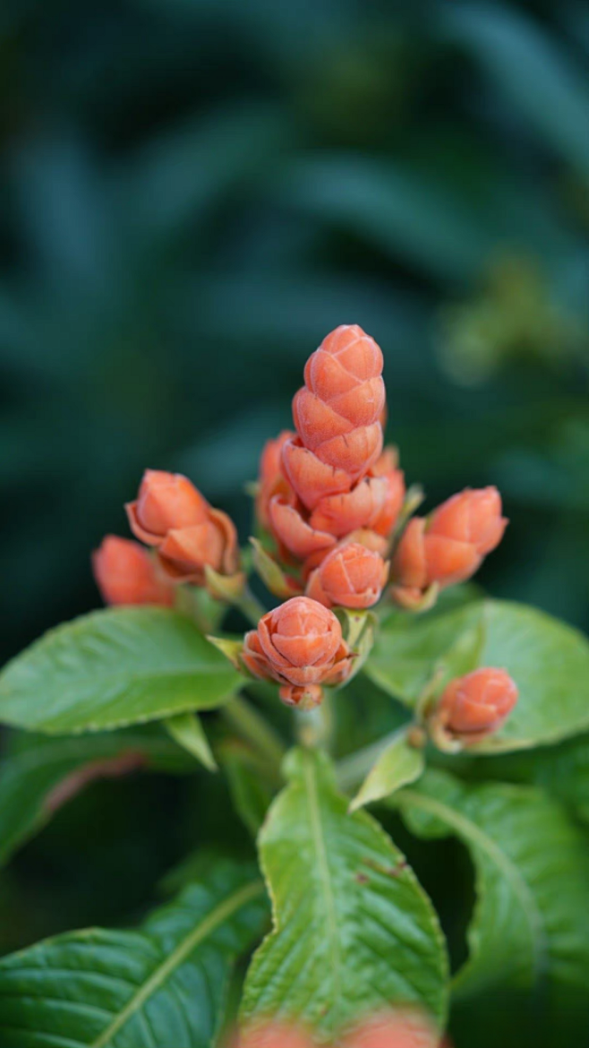 【珊瑚塔】为爵床科常绿小灌木，学名为Aphelandra sinclairiana。原产地：马达加斯加，巴拿马。沙湖他高30到80厘米。叶对生 ...