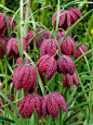 贝母(Fritillaria)~