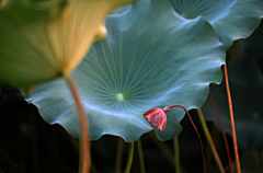 乡村老太采集到节气·立秋