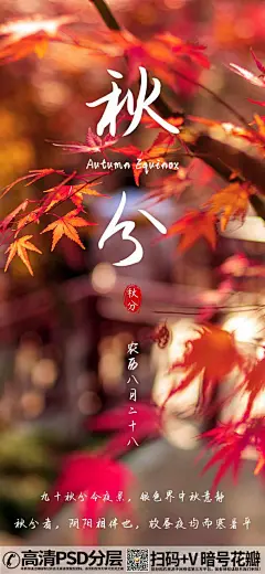 qq282753422秋分节气红枫叶海报 (4)