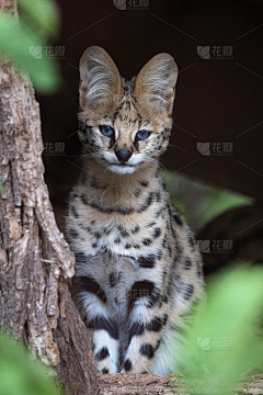 骄阳似火火采集到猫咪