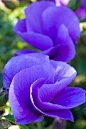 紫罗兰。十字花科紫罗兰属，永恒的美与爱，质朴，美德，盛夏的清凉。
