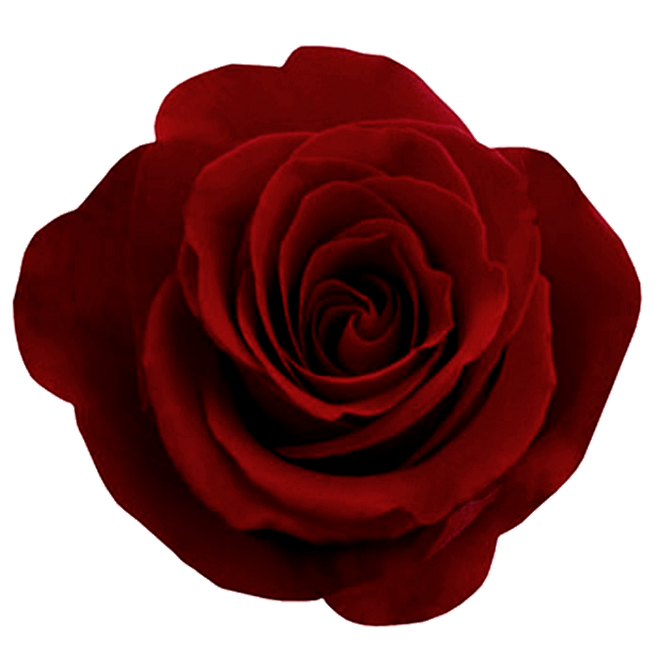 ValentinesDay2012 Ro...